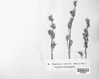 Vermicularia velutina image